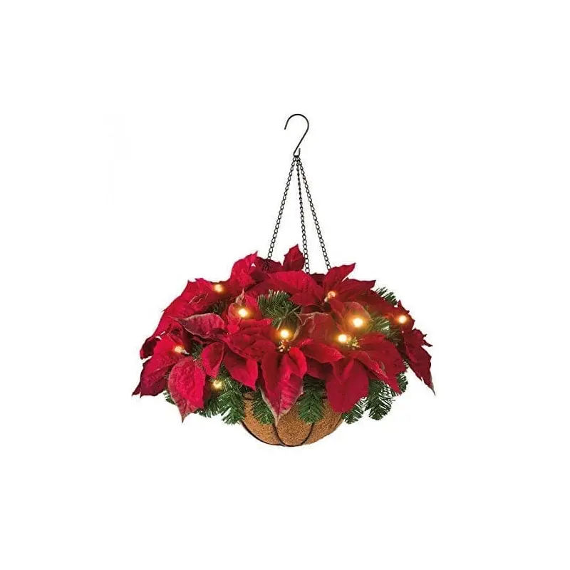 Xmas Hanging Basket of  Fresh Poinsettia and Twinkling Lights