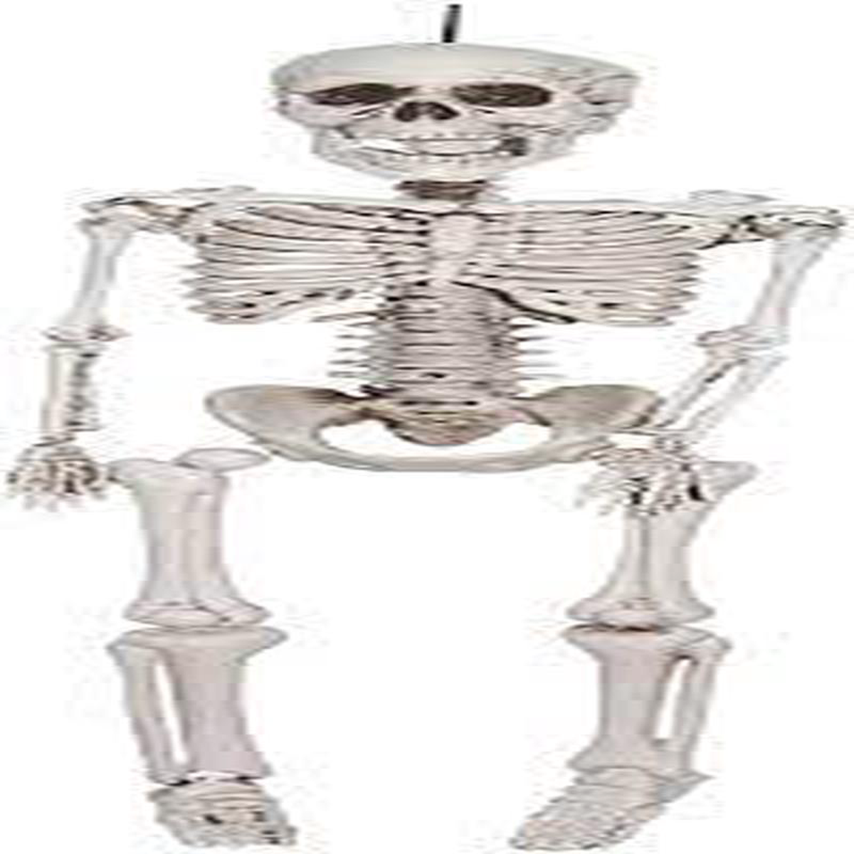 128221 Skeleton