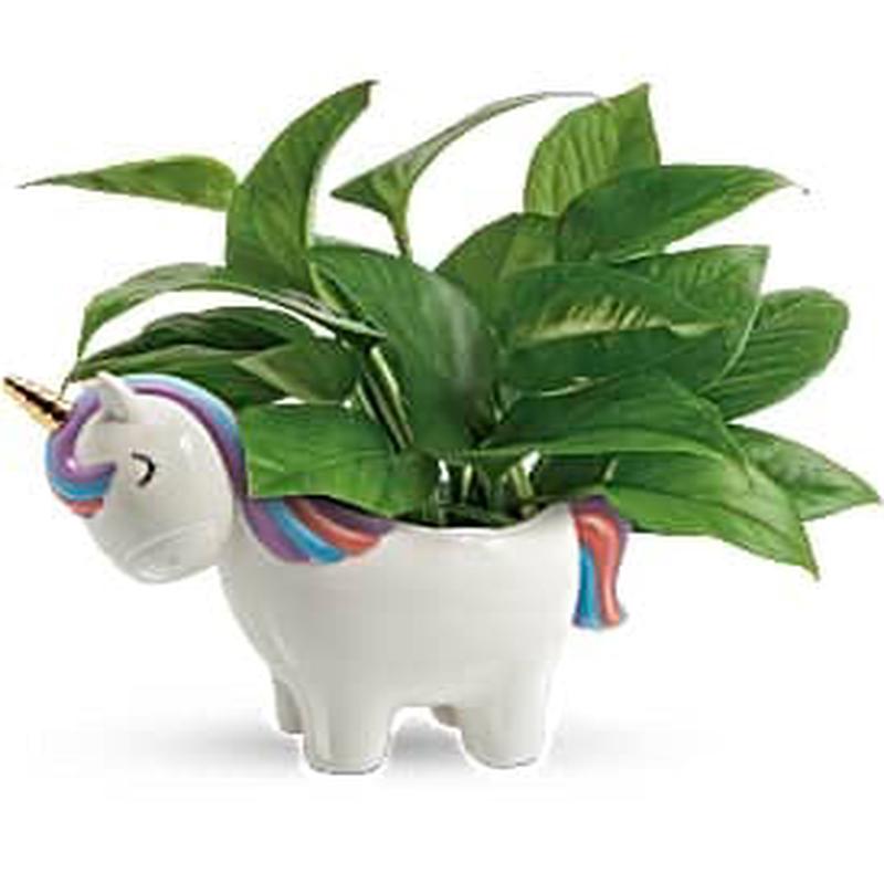 Magical Pothos Plant